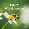¡Feliz día mundial de las Abejas!